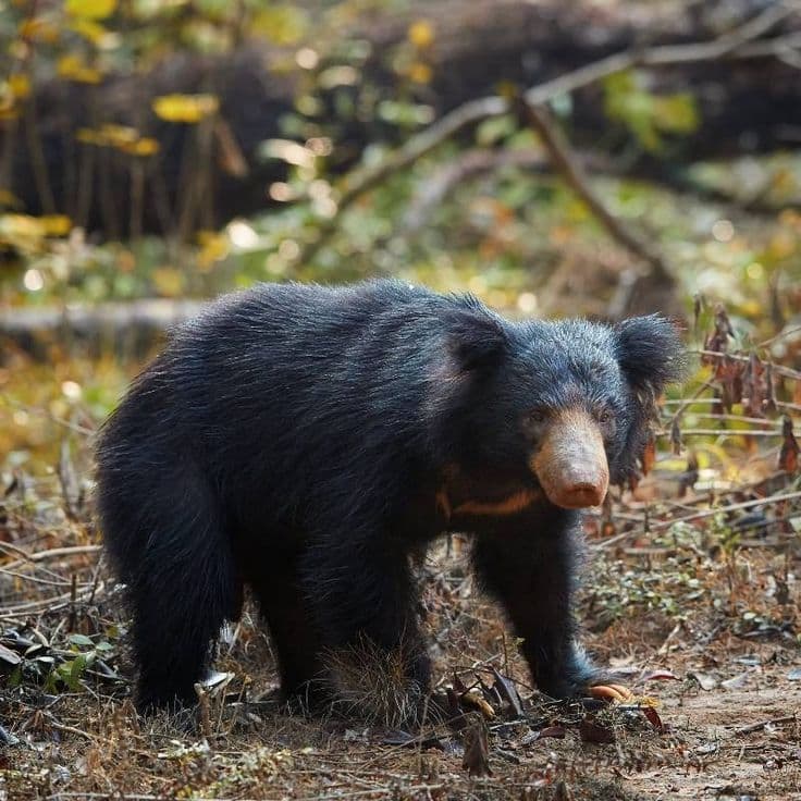 Sloth Bear in Wilpattu