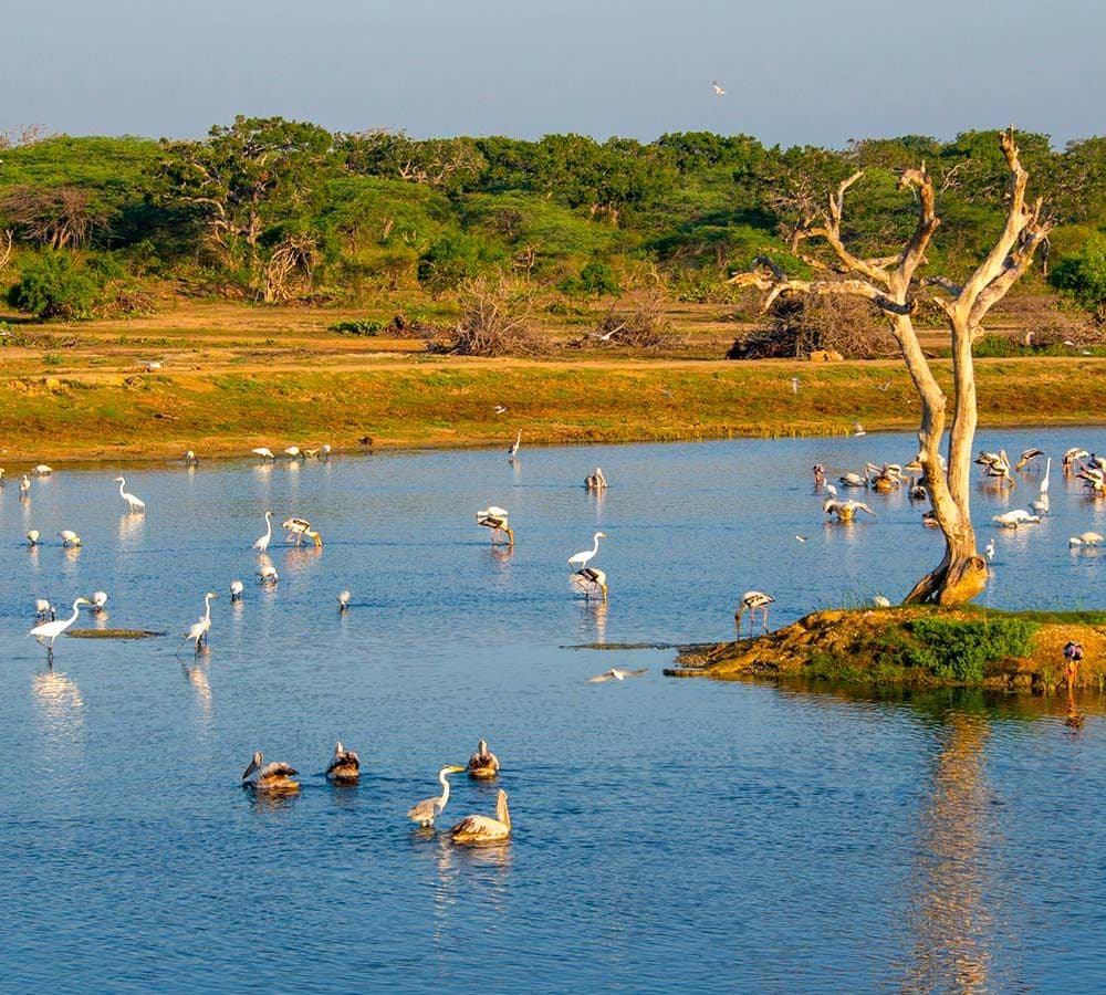 Exotic Birds of Wilpattu