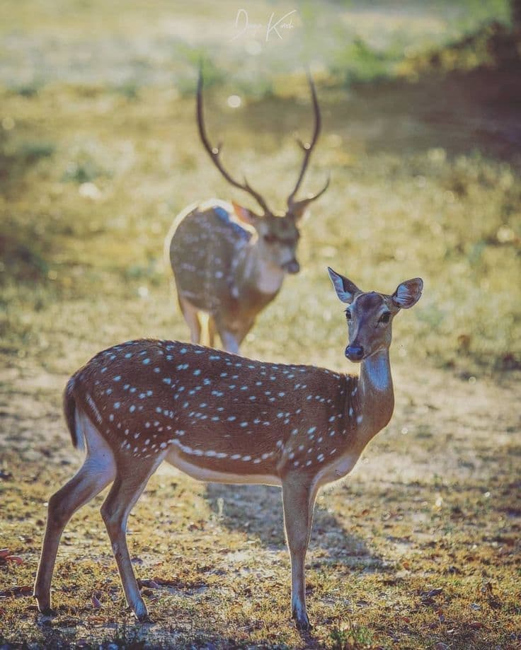 Wilpattu Spotted Deer Stag