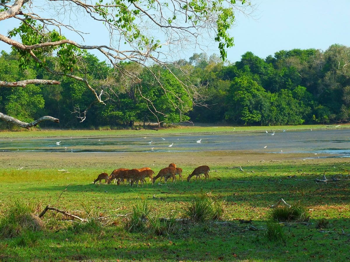 Spotted Deer Herd