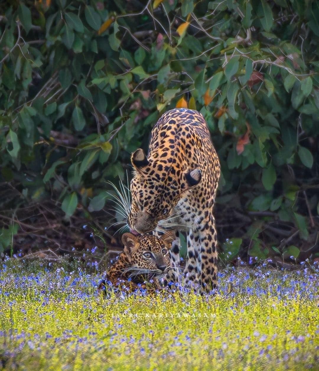 Sri Lankan Leopard Mother