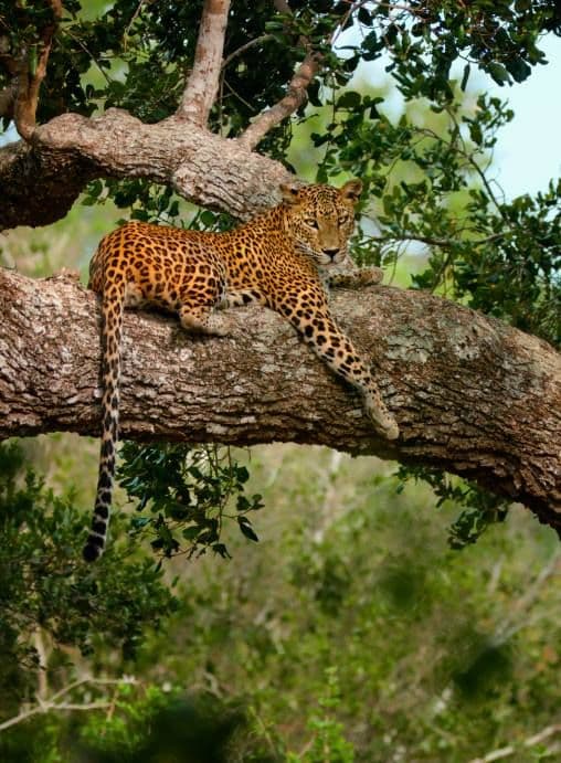 Leopard Resting on a Tree