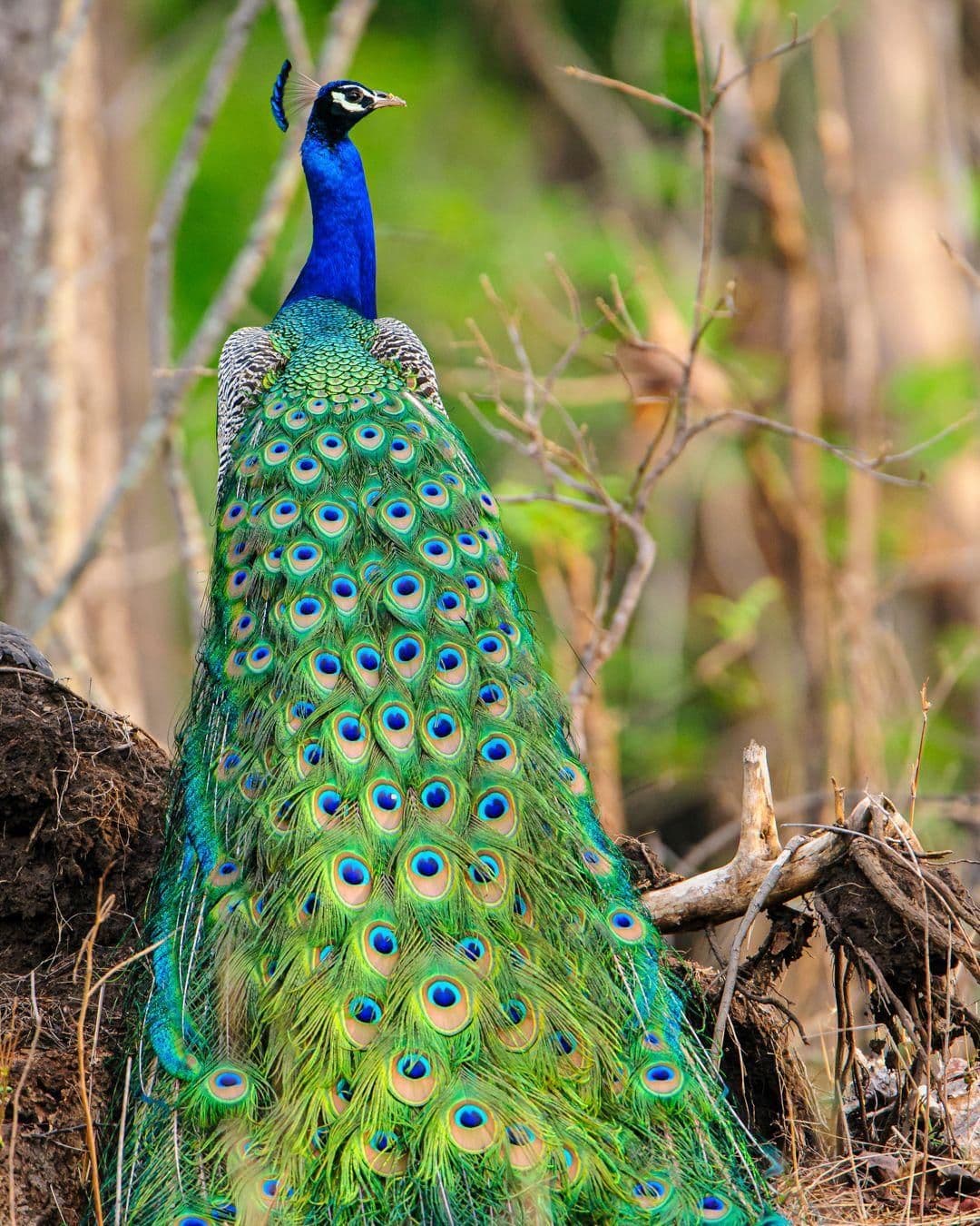 Indian Peafowl