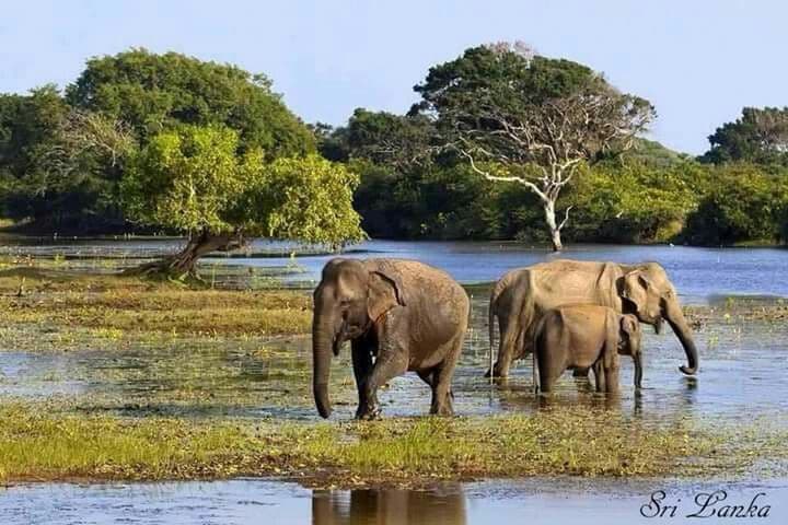Full Day Safari in Wilpattu National Park